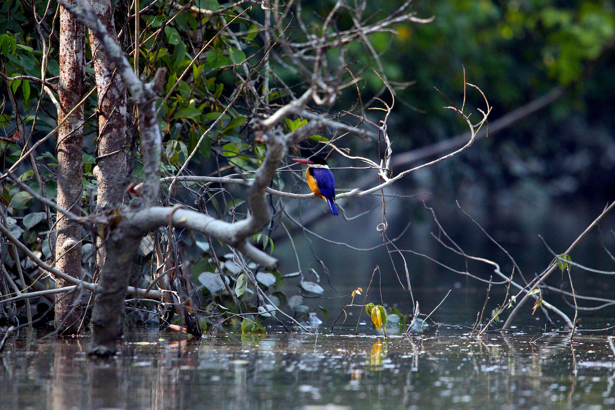 HOME 1 sundarban tour