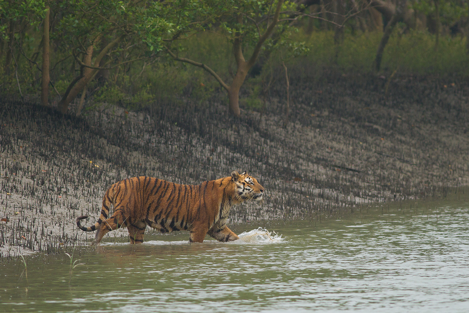 HOME 5 Bengal_Tiger_gets_down_in_a_shallow_canal_in_Sundarban