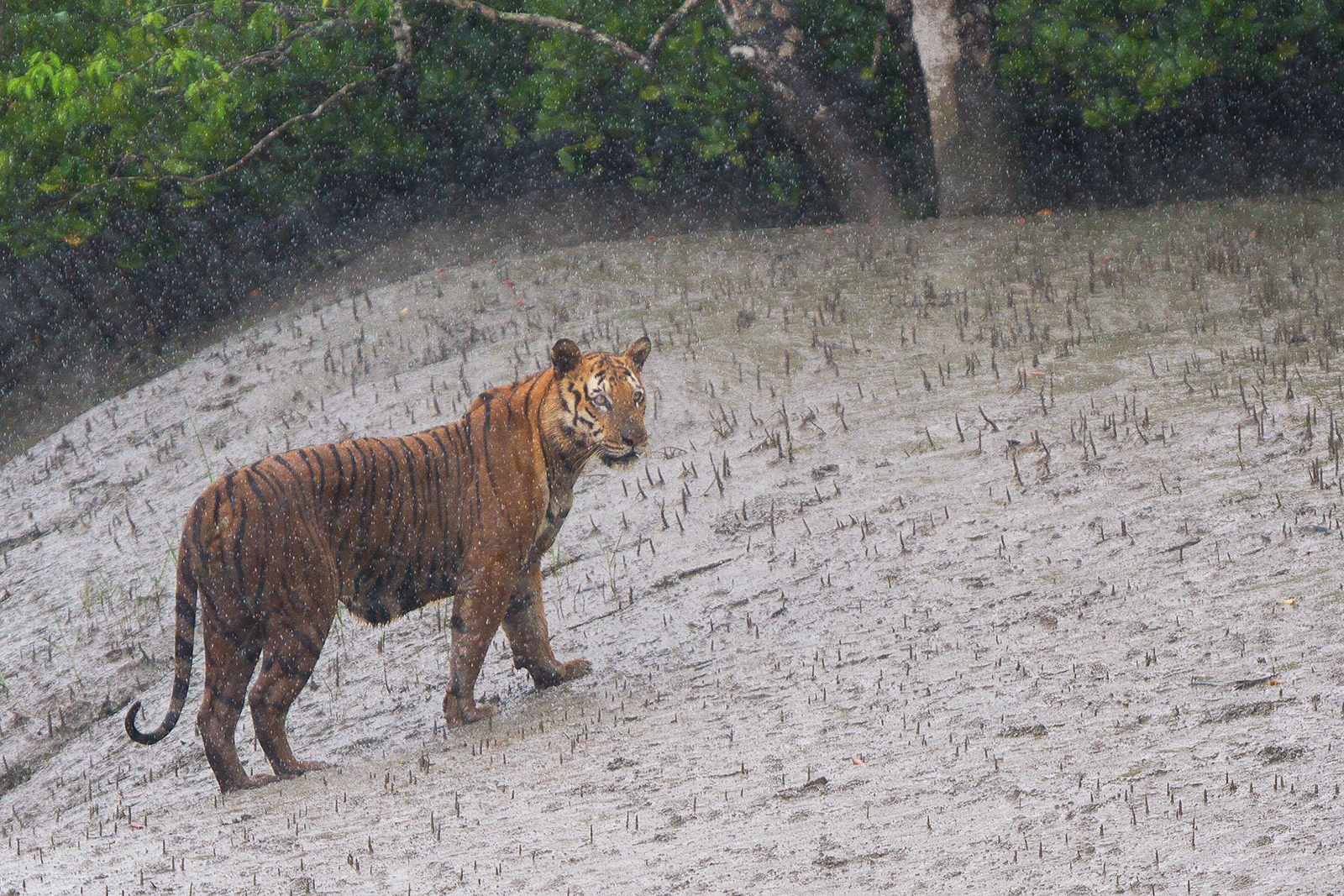 HOME 4 sundarban tour