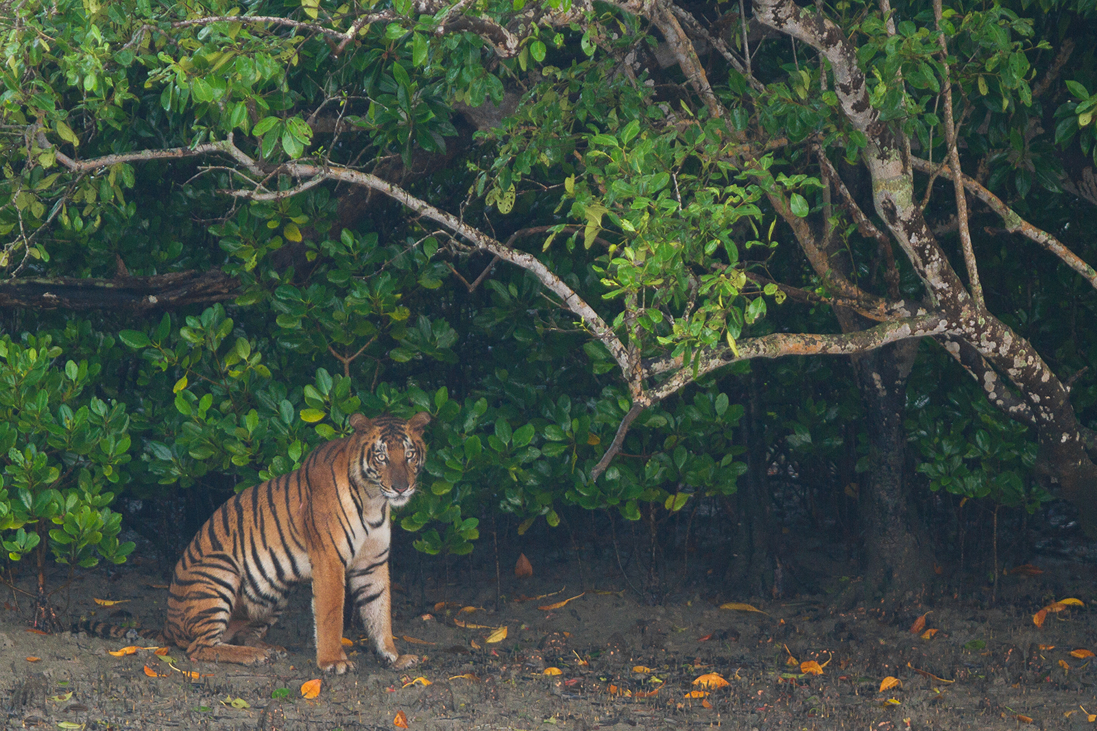 HOME 7 Tigress_sitting_under_a_tree_at_Sundarban