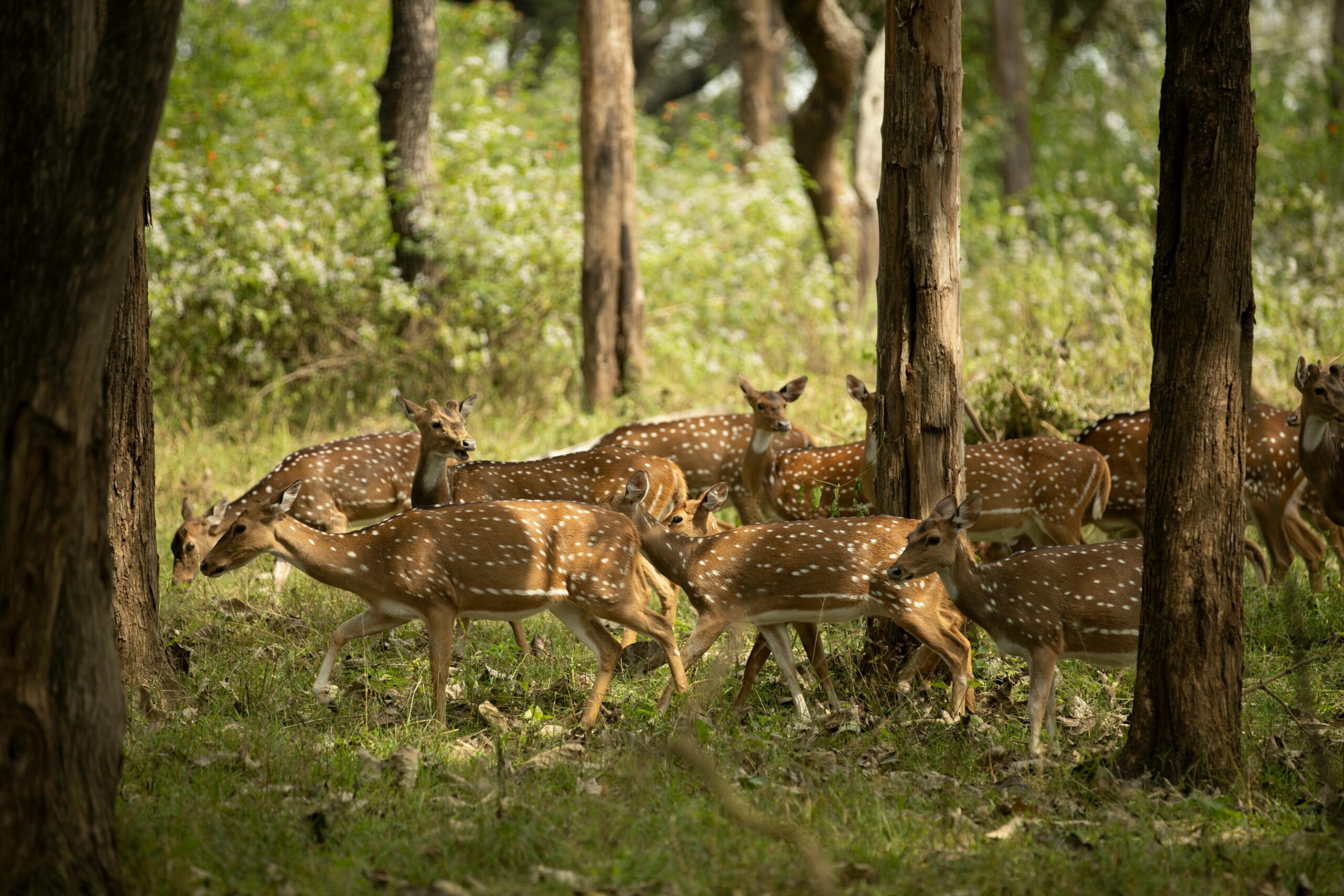 HOME 8 sundarban tour